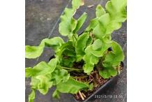 Asplenium scolopendrium 'Undulatum'