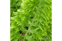 Polypodium cambricum  'Prestonii'
