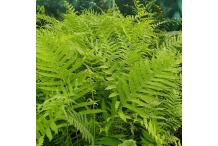 Thelypteris kunthii