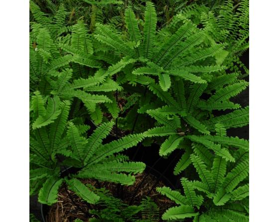 Adiantum pedatum 'Imbricatum'