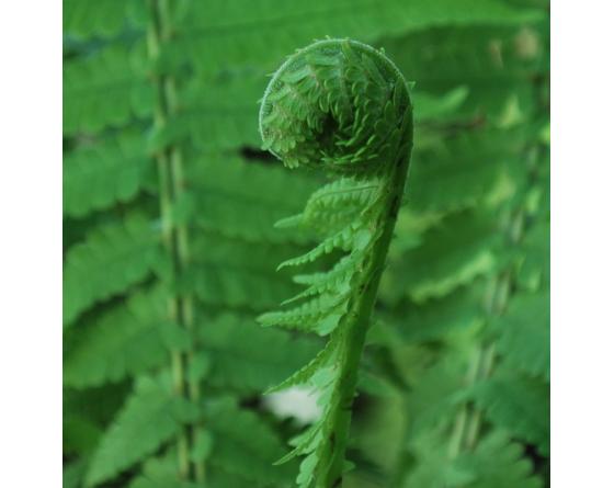 Matteuccia struthiopteris