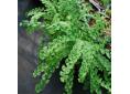 Athyrium filix-femina 'Frizelliae'