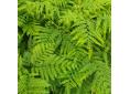 Pteris wallichiana early form