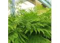 Pteris wallichiana early form
