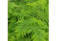 Pteris wallichiana early form